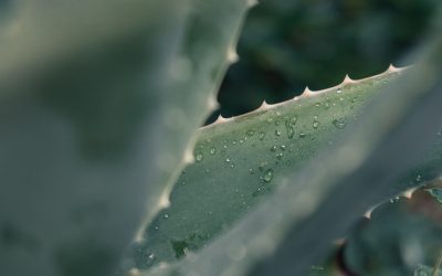 Beneficios del Aloe Vera tras la depilación láser 🌿